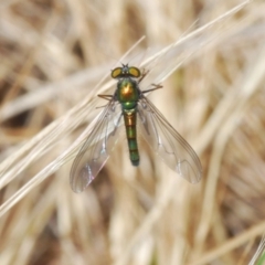 Dolichopodidae (family) (Unidentified Long-legged fly) at Belconnen, ACT - 7 Oct 2023 by Harrisi