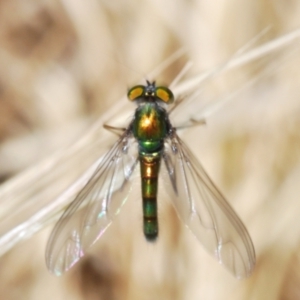 Dolichopodidae (family) at Belconnen, ACT - 7 Oct 2023 11:31 AM