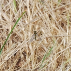 Dolichopodidae (family) at Belconnen, ACT - 7 Oct 2023 11:31 AM