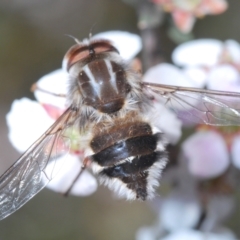 Trichophthalma sp. (genus) (Tangle-vein fly) at Dryandra St Woodland - 7 Oct 2023 by Harrisi