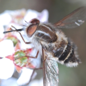 Trichophthalma sp. (genus) at O'Connor, ACT - 7 Oct 2023