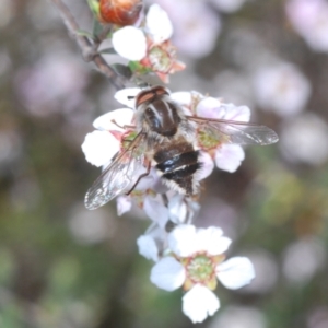 Trichophthalma sp. (genus) at O'Connor, ACT - 7 Oct 2023