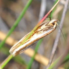 Phytotrypa propriella (A Concealer moth (Wingia group)) at O'Connor, ACT - 7 Oct 2023 by Harrisi