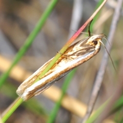 Phytotrypa propriella (A concealer moth) at Dryandra St Woodland - 7 Oct 2023 by Harrisi