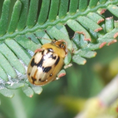 Peltoschema hamadryas (Hamadryas leaf beetle) at Dryandra St Woodland - 7 Oct 2023 by Harrisi