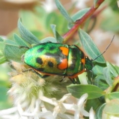 Scutiphora pedicellata (Metallic Jewel Bug) at O'Connor, ACT - 9 Oct 2023 by Harrisi