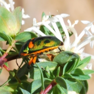 Scutiphora pedicellata at O'Connor, ACT - 9 Oct 2023 02:19 PM