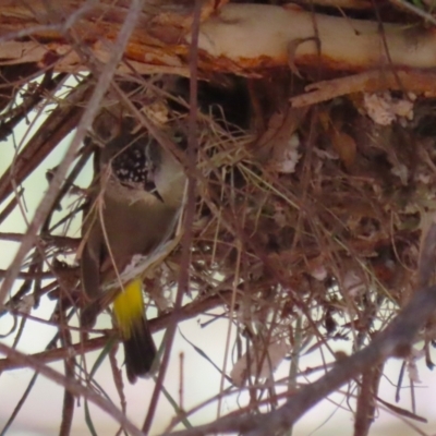 Acanthiza chrysorrhoa (Yellow-rumped Thornbill) at Gigerline Nature Reserve - 9 Oct 2023 by RodDeb