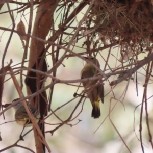 Acanthiza chrysorrhoa at Tharwa, ACT - 9 Oct 2023