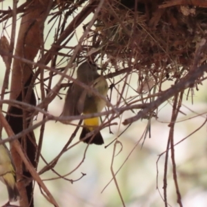 Acanthiza chrysorrhoa at Tharwa, ACT - suppressed