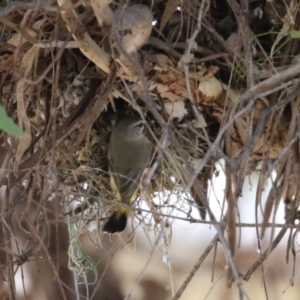 Acanthiza chrysorrhoa at Tharwa, ACT - suppressed