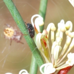 Eurhopalus sp. (genus) (Dermestid beetle) at Lyons, ACT - 8 Oct 2023 by Harrisi