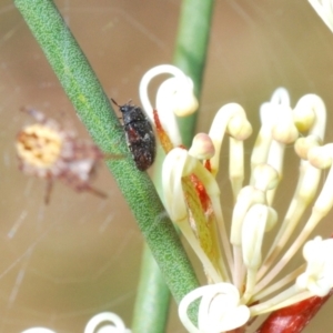 Eurhopalus sp. (genus) at Lyons, ACT - 8 Oct 2023