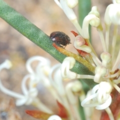 Eurhopalus sp. (genus) at Lyons, ACT - 8 Oct 2023