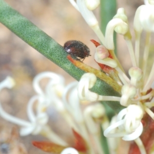 Eurhopalus sp. (genus) at Lyons, ACT - 8 Oct 2023