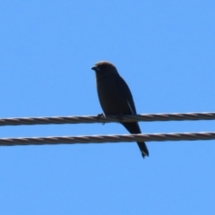 Artamus cyanopterus (Dusky Woodswallow) at Booth, ACT - 9 Oct 2023 by RodDeb