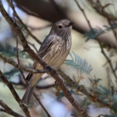 Pachycephala rufiventris (Rufous Whistler) at Gigerline Nature Reserve - 9 Oct 2023 by RodDeb