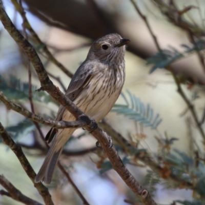 Pachycephala rufiventris (Rufous Whistler) at Gigerline Nature Reserve - 9 Oct 2023 by RodDeb