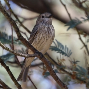 Pachycephala rufiventris at Booth, ACT - 9 Oct 2023