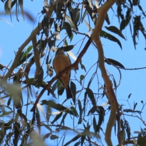 Pachycephala rufiventris at Booth, ACT - 9 Oct 2023