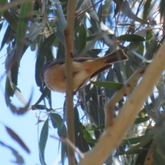 Pachycephala rufiventris at Booth, ACT - 9 Oct 2023