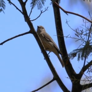 Pachycephala rufiventris at Booth, ACT - 9 Oct 2023