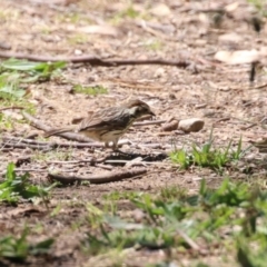 Pyrrholaemus sagittatus (Speckled Warbler) at Booth, ACT - 9 Oct 2023 by RodDeb