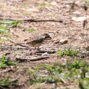 Pyrrholaemus sagittatus at Booth, ACT - 9 Oct 2023 11:54 AM