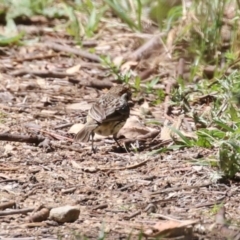 Pyrrholaemus sagittatus at Booth, ACT - 9 Oct 2023