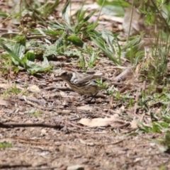 Pyrrholaemus sagittatus at Booth, ACT - 9 Oct 2023 11:54 AM