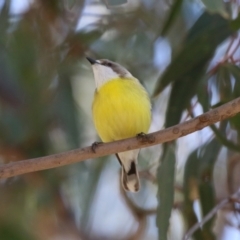 Gerygone olivacea (White-throated Gerygone) at Gigerline Nature Reserve - 9 Oct 2023 by RodDeb
