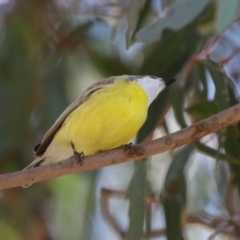 Gerygone olivacea at Booth, ACT - 9 Oct 2023