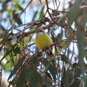 Gerygone olivacea at Booth, ACT - 9 Oct 2023