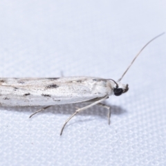 Pyralidae (family) (A Pyralid Moth) at Greenleigh, NSW - 8 Oct 2023 by DianneClarke