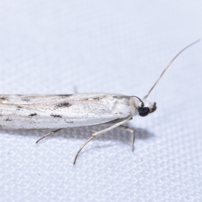 Phycitodes melanosticta (A Pyralid moth (Phycitinae) at Greenleigh, NSW - 8 Oct 2023 by DianneClarke