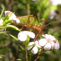 Vitellus sp. (genus) (Spined shield bug) at Braemar, NSW - 9 Oct 2023 by Curiosity