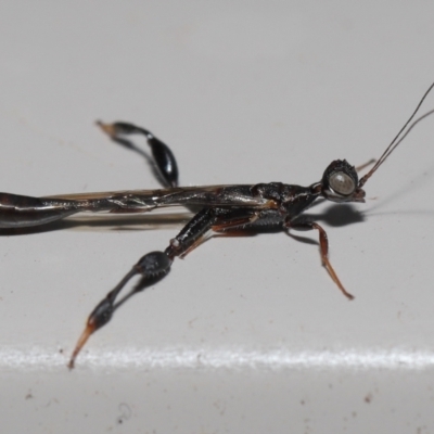 Unidentified Parasitic wasp (numerous families) at Wellington Point, QLD - 7 Oct 2023 by TimL