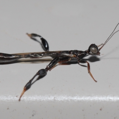 Stephanidae (family) (Stephanid wasp) at Wellington Point, QLD - 7 Oct 2023 by TimL