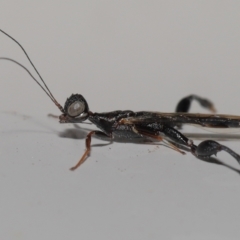 Stephanidae (family) (Stephanid wasp) at Wellington Point, QLD - 7 Oct 2023 by TimL