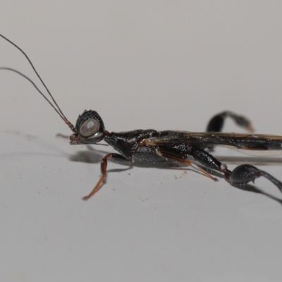 Unidentified Parasitic wasp (numerous families) at Wellington Point, QLD - 7 Oct 2023 by TimL