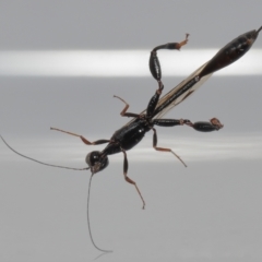Stephanidae (family) at Wellington Point, QLD - suppressed