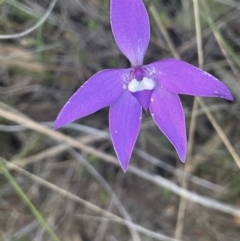 Glossodia major (Wax Lip Orchid) at Mount Majura - 2 Oct 2023 by JaneR