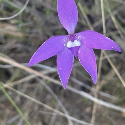 Glossodia major (Wax Lip Orchid) at Mount Majura - 2 Oct 2023 by JaneR