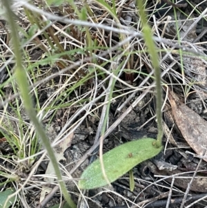 Glossodia major at Majura, ACT - 2 Oct 2023