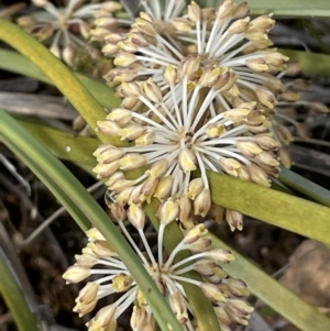 Lomandra multiflora at Majura, ACT - 5 Oct 2023