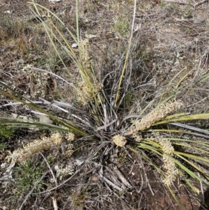 Lomandra multiflora at Majura, ACT - 5 Oct 2023