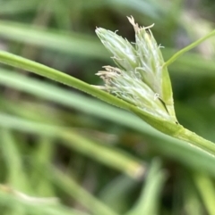 Carex inversa (Knob Sedge) at Majura, ACT - 7 Oct 2023 by JaneR