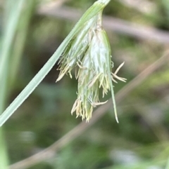 Carex inversa at Majura, ACT - 7 Oct 2023