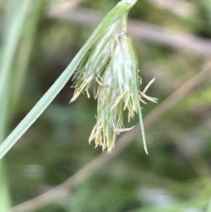 Carex inversa at Majura, ACT - 7 Oct 2023