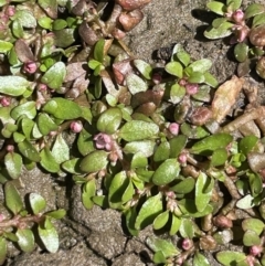 Elatine gratioloides (Waterwort) at Mount Ainslie - 7 Oct 2023 by JaneR